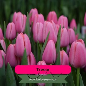 Bulbos de Tulipanes Tresor