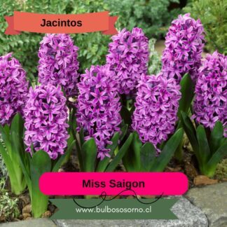 Bulbos de Jacintos Miss Saigon