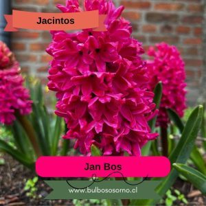 Bulbos de Jacintos Jan Bos