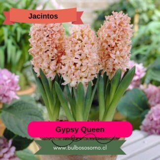 Bulbos de Jacintos Gypsy Queen