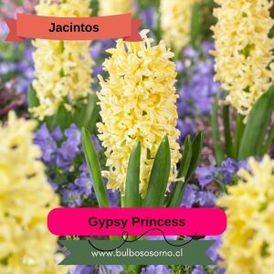 Bulbos de Jacintos Gypsy Princess