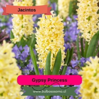 Bulbos de Jacintos Gypsy Princess