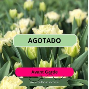 Pack Bulbos de Tulipanes Avant Garde