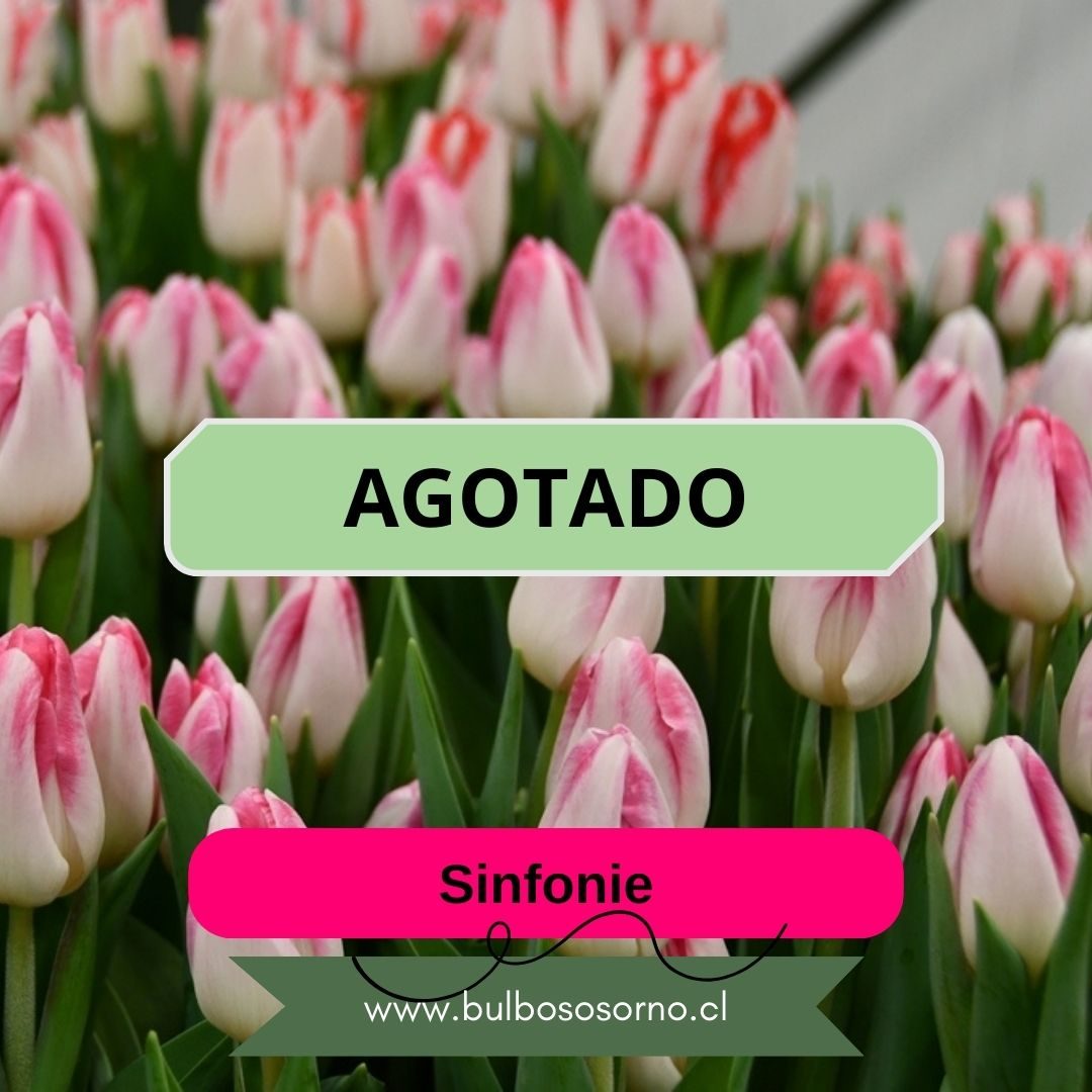 Pack Bulbos de Tulipanes Sinfonie