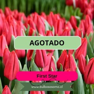 Bulbos de Tulipanes First Star