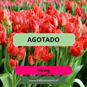 Bulbos de Tulipanes Viking
