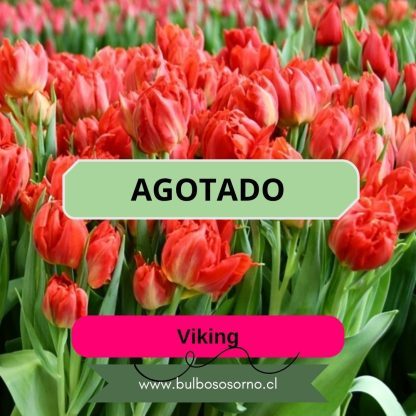 Bulbos de Tulipanes Viking