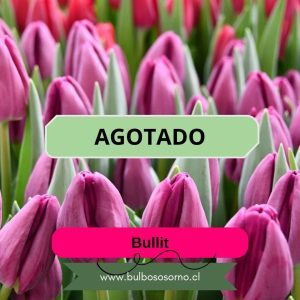 Bulbos de Tulipanes Bullit