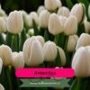 Pack Completo Tulipanes 2025 - Imagen 22