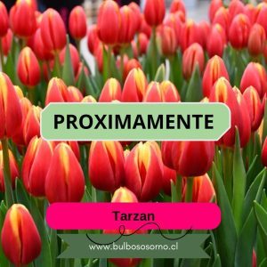 Pack Bulbos de Tulipanes Tarzan