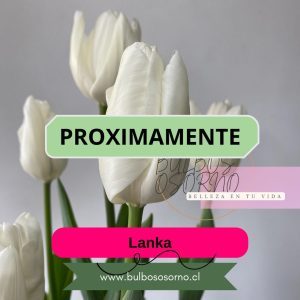 Pack Bulbos de Tulipanes Lanka