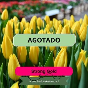 Bulbos de Tulipanes Strong Gold
