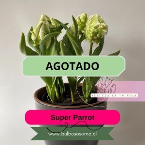 Bulbos de Tulipanes Super Parrot