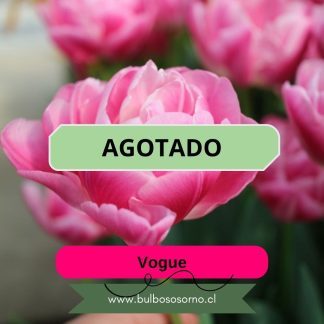Bulbos de Tulipanes Vogue