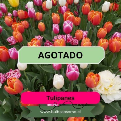 Pack 500 Bulbos de Tulipanes Por Mayor