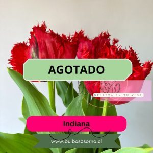 Bulbos de Tulipanes Indiana