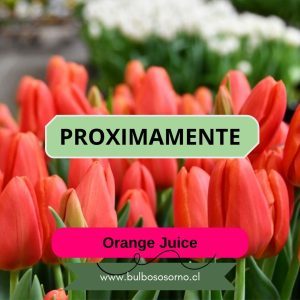 Pack Bulbos de Tulipanes Orange juice