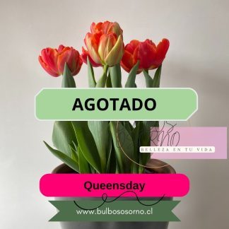 Bulbos de Tulipanes Queensday