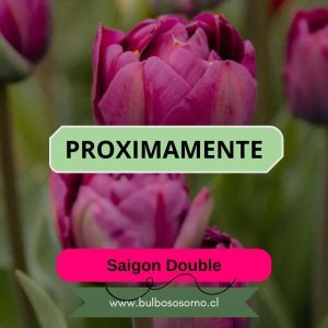 Pack Bulbos de Tulipanes Saigon Double