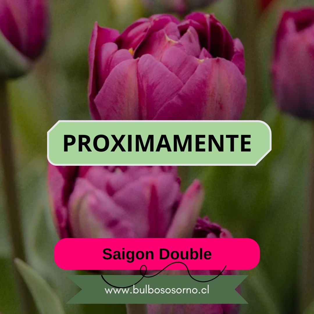 Pack Bulbos de Tulipanes Saigon Double
