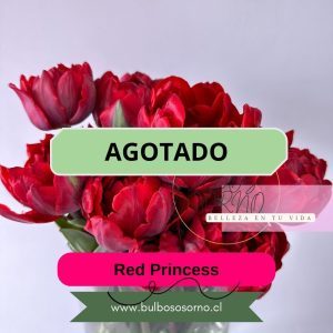 Bulbos de Tulipanes Red Princess