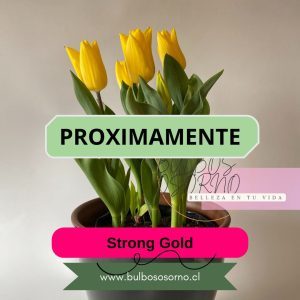 Pack Bulbos de Tulipanes Strong Gold