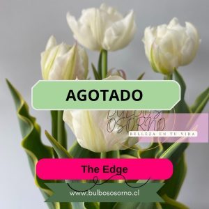 Bulbos de Tulipanes The edge