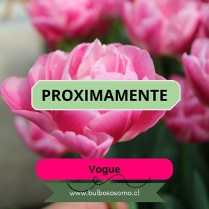 Pack Bulbos de Tulipanes Vogue
