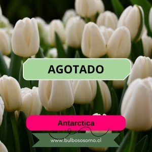 Bulbos de Tulipanes Antarctica