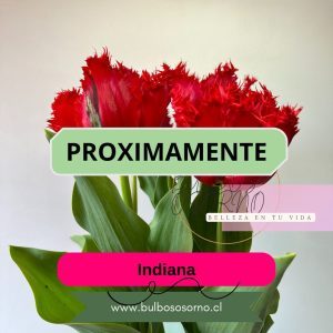 Pack Bulbos de Tulipanes Indiana