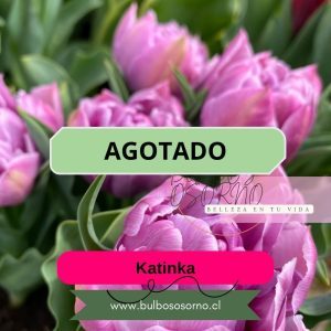 Bulbos de Tulipanes Katinka