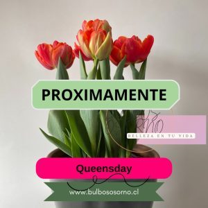 Pack Bulbos de Tulipanes Queensday