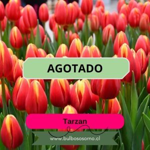 Pack Bulbos de Tulipanes Tarzan