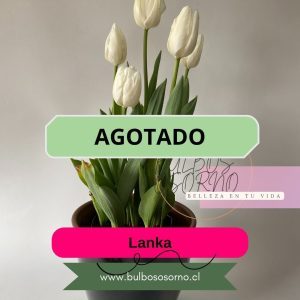Bulbos de Tulipanes Lanka
