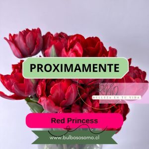 Pack Bulbos de Tulipanes Red Princess
