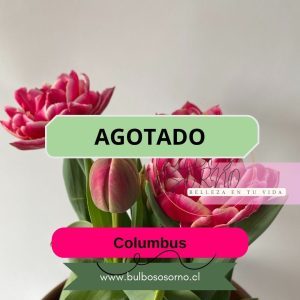 Bulbos de Tulipanes Columbus