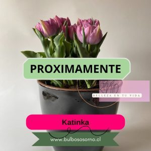 Pack Bulbos de Tulipanes Katinka