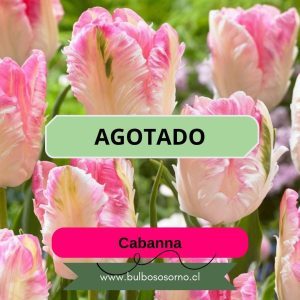 Bulbos de Tulipanes Cabanna