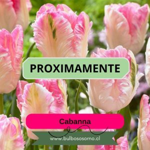 Pack Bulbos de Tulipanes Cabanna