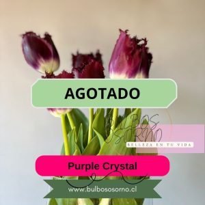 Bulbos de Tulipanes Purple Crystal
