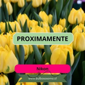 Pack Bulbos de Tulipanes Nikon