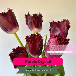 Pack Bulbos de Tulipanes Purple Crystal