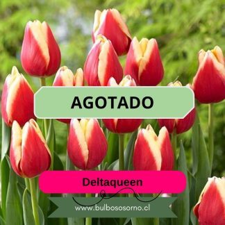 Bulbos de Tulipanes Deltaqueen