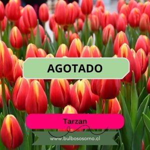 Bulbos de Tulipanes Tarzan