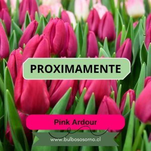 Pack Bulbos de Tulipanes Pink Ardour