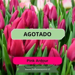 Bulbos de Tulipanes Pink Ardour