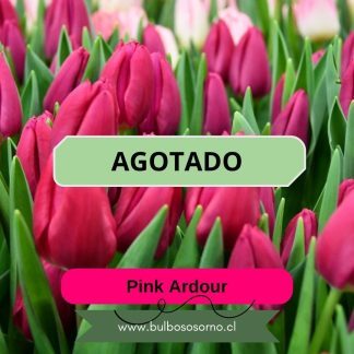 Bulbos de Tulipanes Pink Ardour