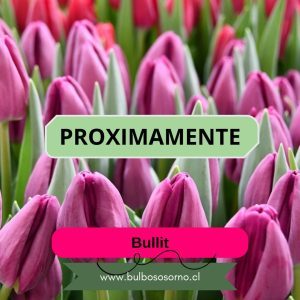 Pack Bulbos de Tulipanes Bullit