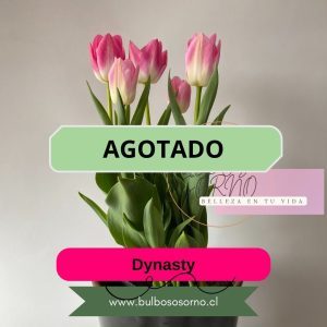 Bulbos de Tulipanes Dynasty