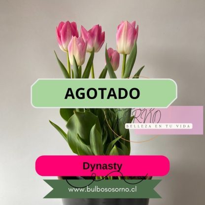 Bulbos de Tulipanes Dynasty